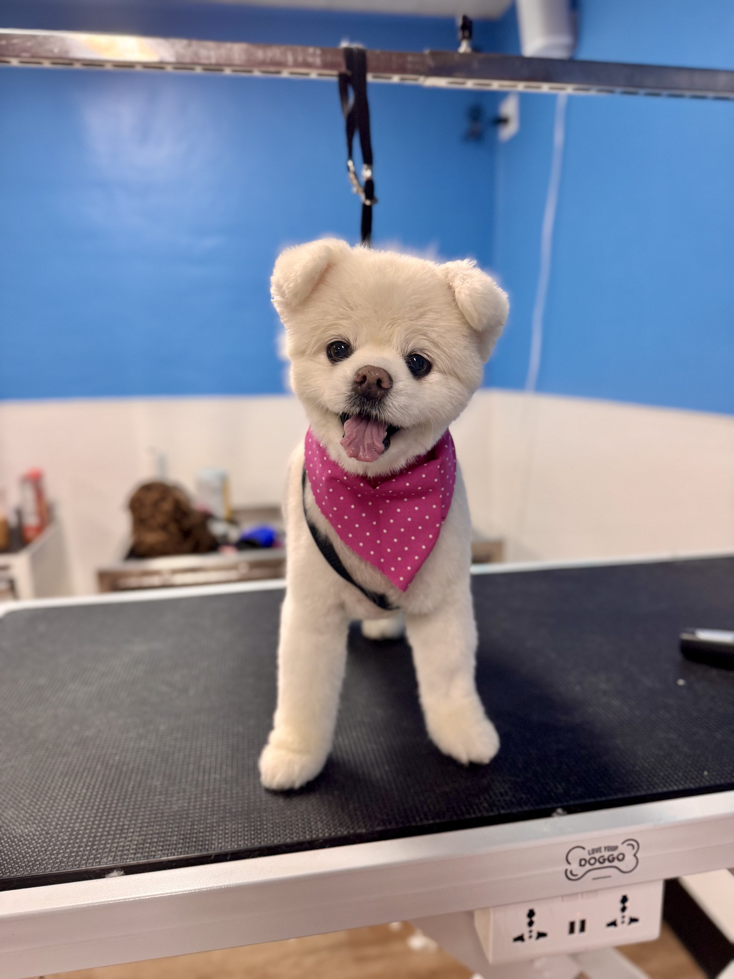 Freshly groomed black dog with pink grooming color