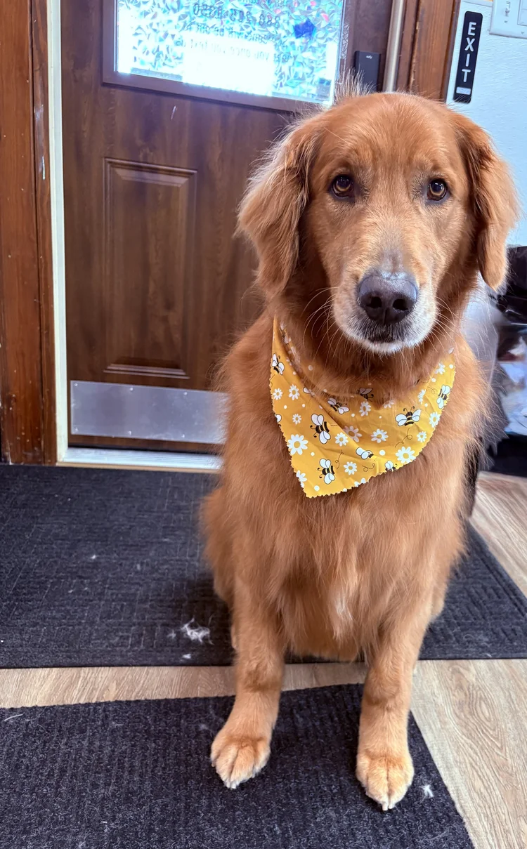 Freshly groomed dog styled by Love Your Doggo