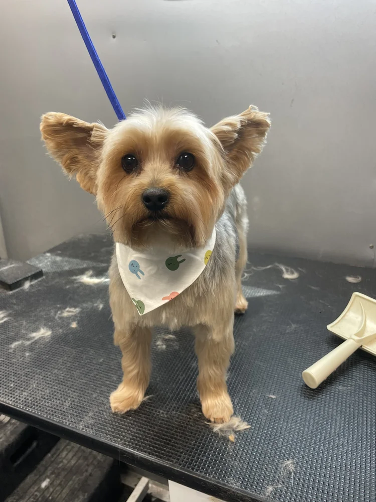 Freshly groomed Love Your Doggo client after a grooming appointment