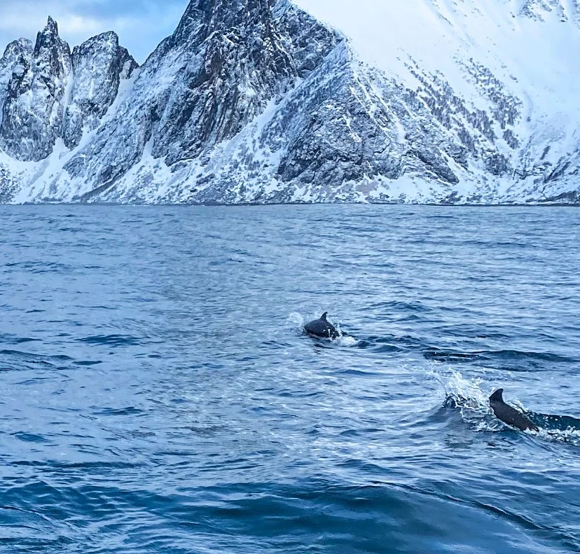 Orcas in Senja