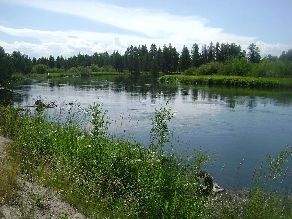 The Deschutes River bordered by grasses and pine trees in Sunriver.