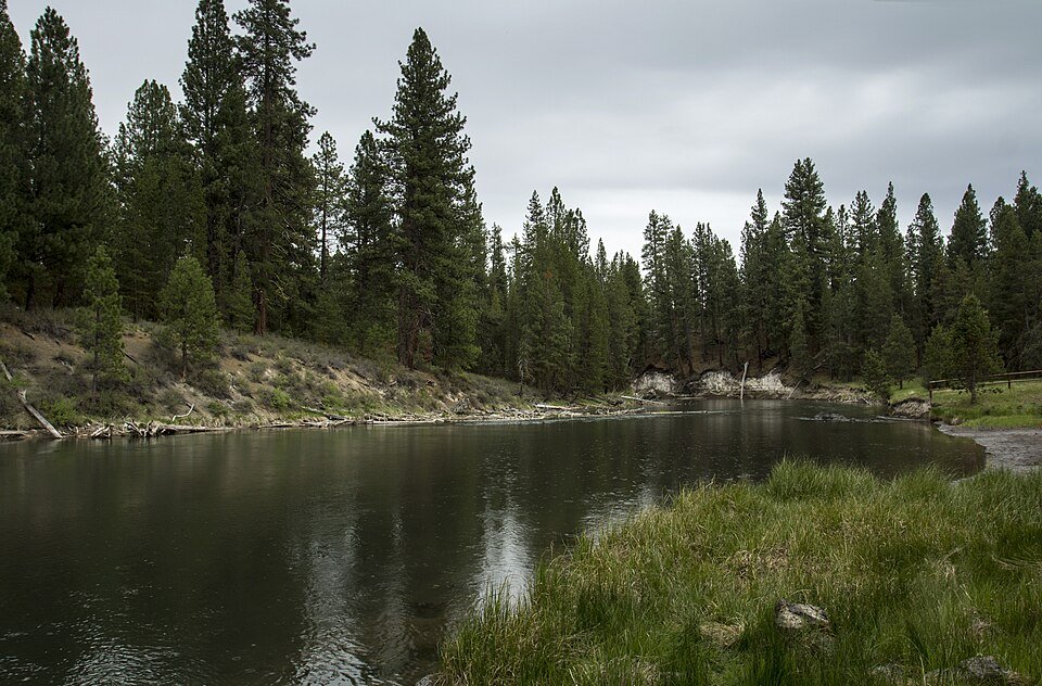 Pine forest and grassy banks along the Deschutes River at La Pine State Park.