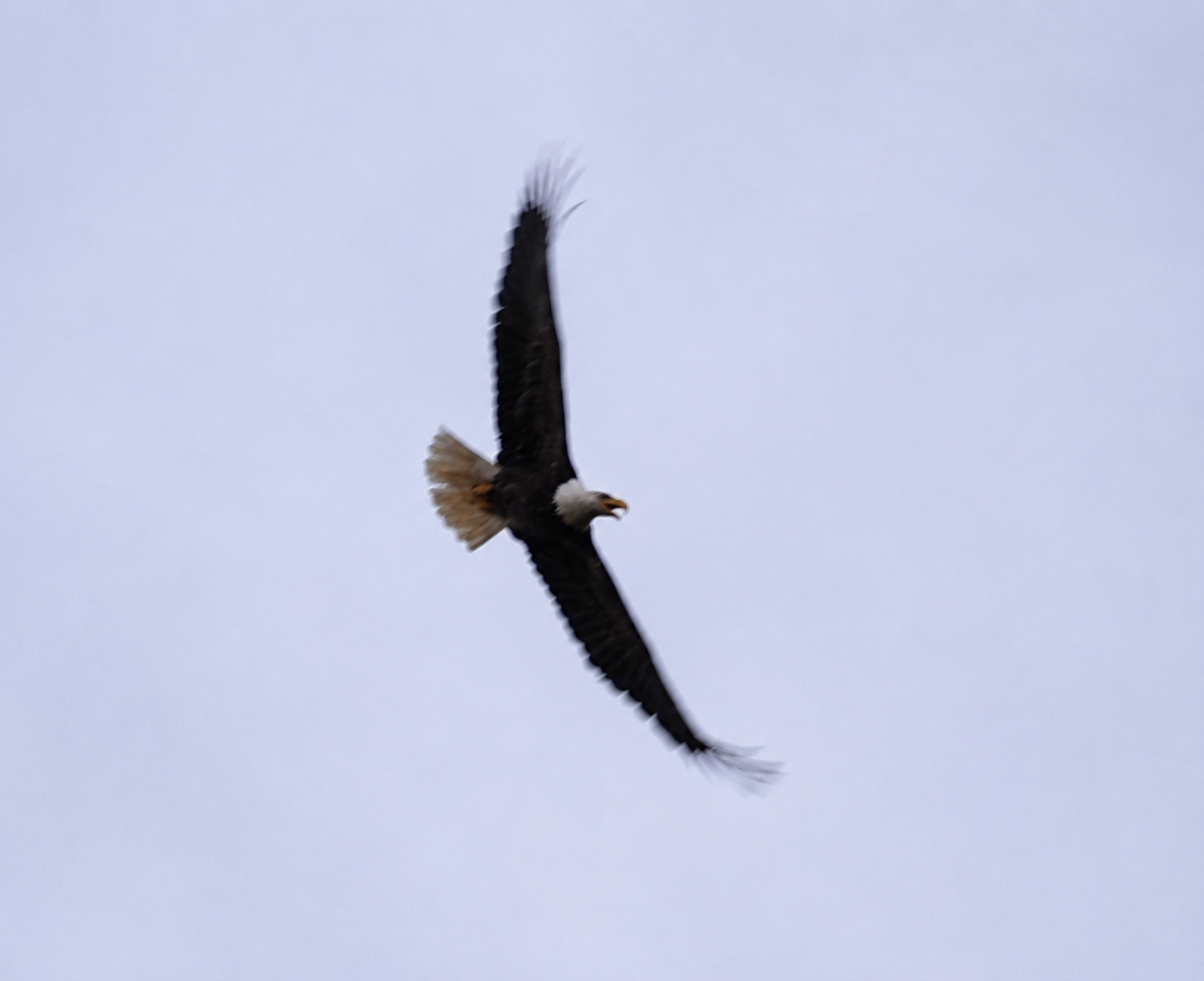 Bald eagle flying low over the Klawock River near Klawock, Alaska