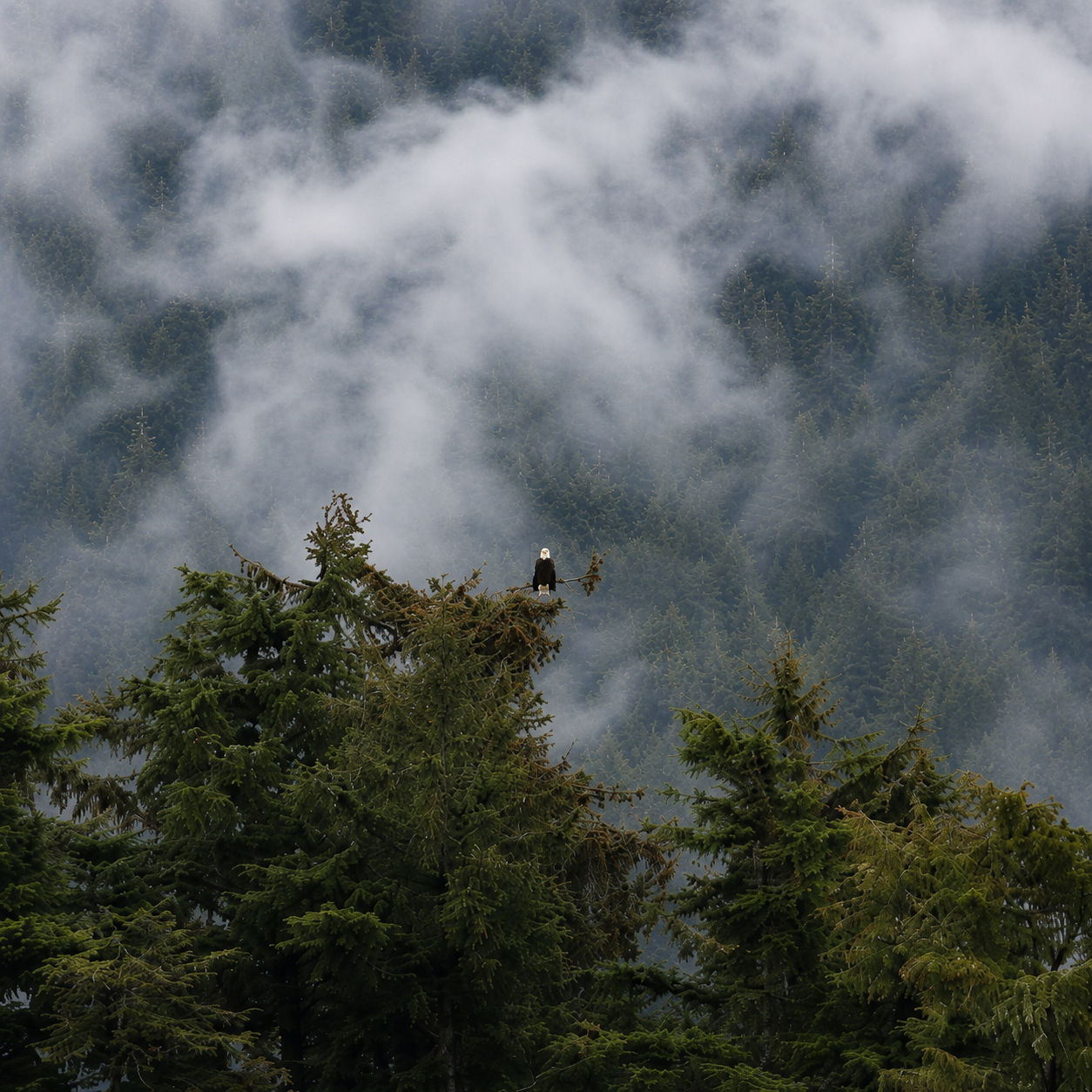 Bald eagle in a misty forest setting in Sitka Alaska