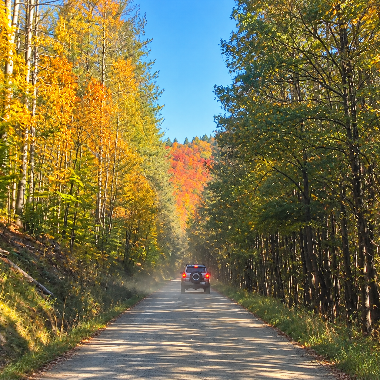Trail winding through a golden autumn forest in the Monongahela National Forest during the Expedition Monongahela trail day