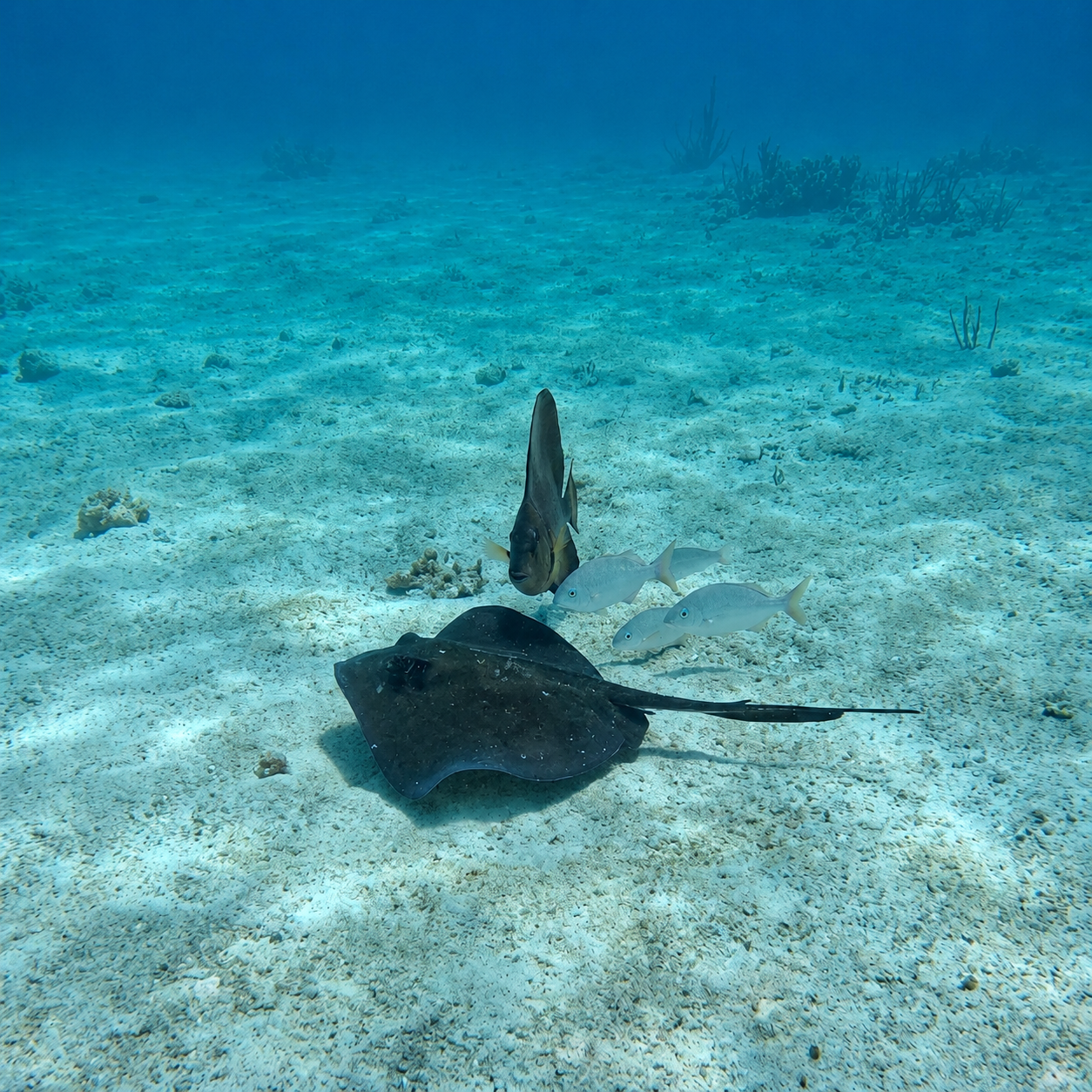 Snorkeling with stingrays in Cozumel open water section