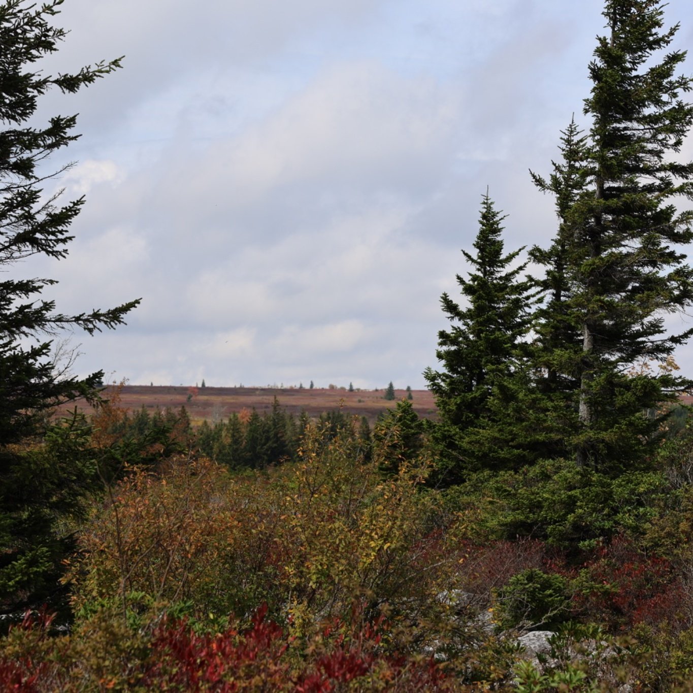 Autumn forest and distant ridgelines seen from the edge of Dolly Sods near Bear Rocks Preserve, West Virginia