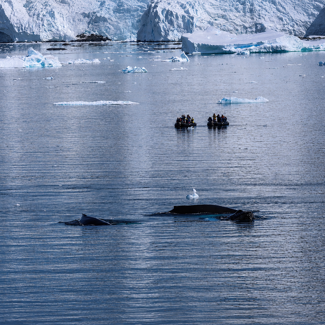 venture-to-see-antarctica-humpback-whales-brown-station-bay