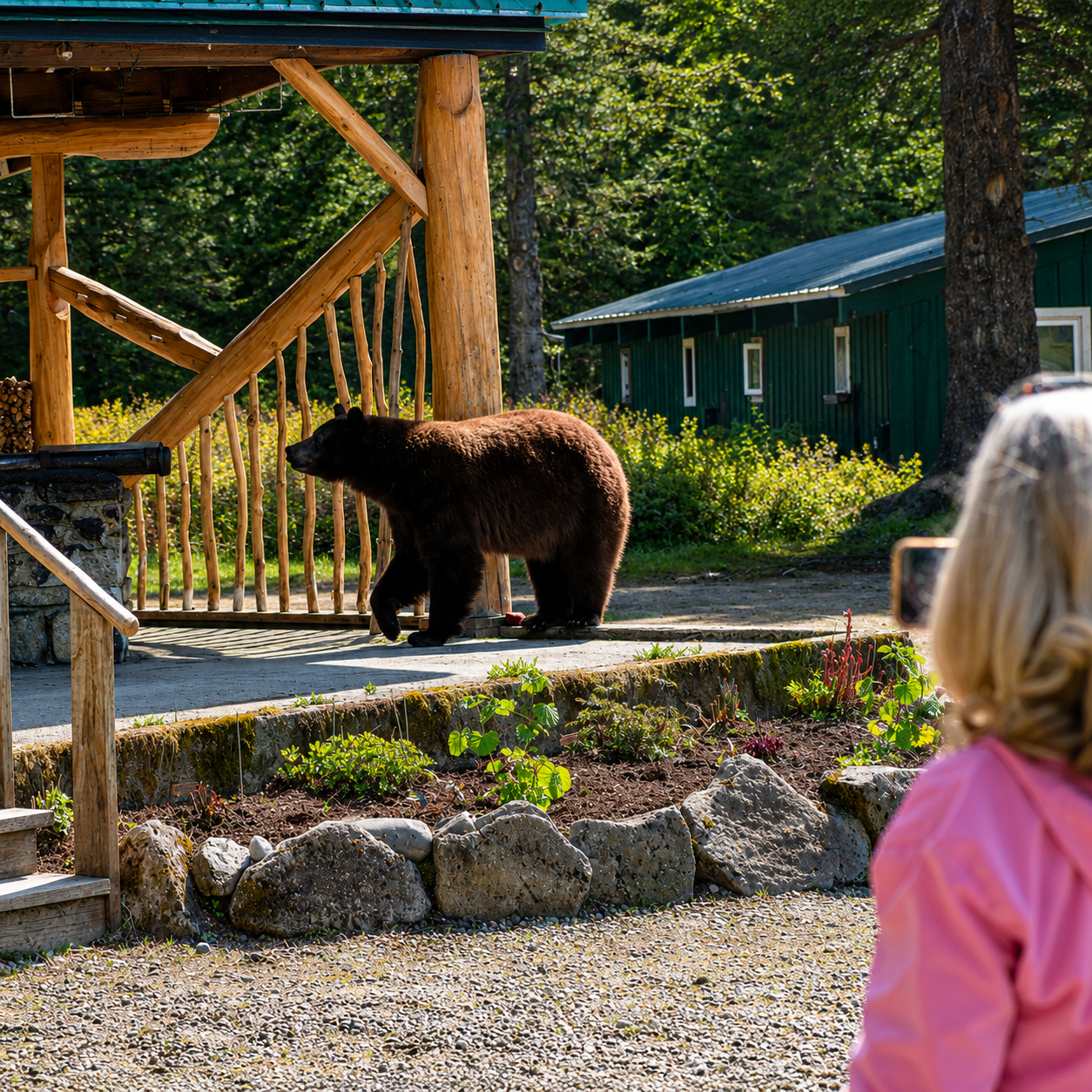 Black bear emerging from the woods near the cooking area at Taku Glacier Lodge in Alaska