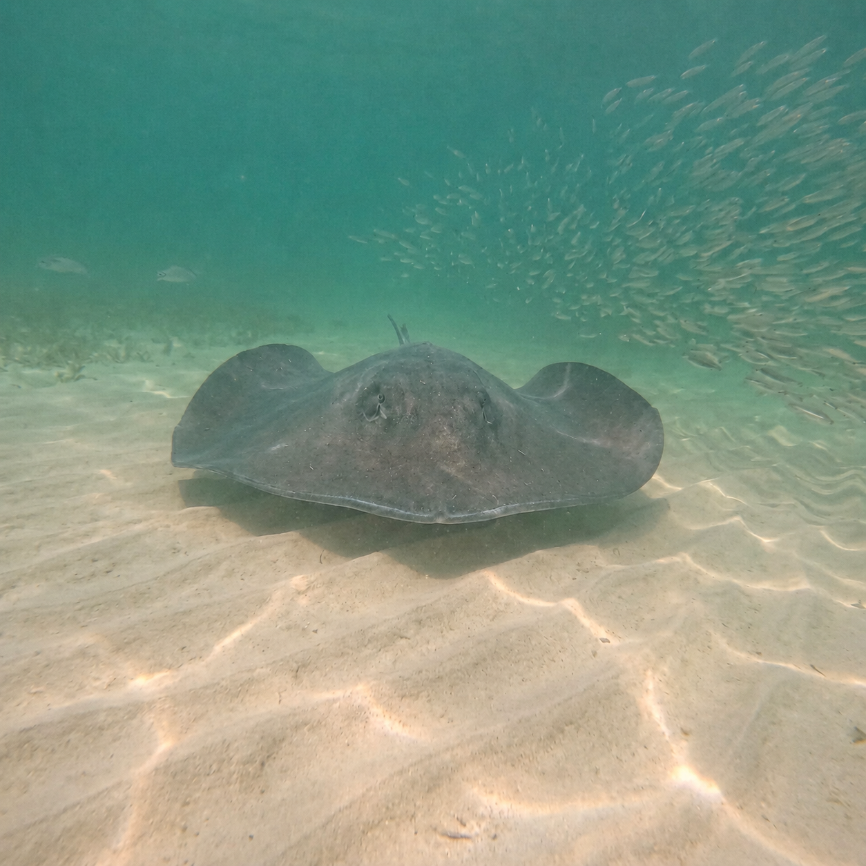 Stingray gliding through shallow water near the pier at Rendezvous Island Belize