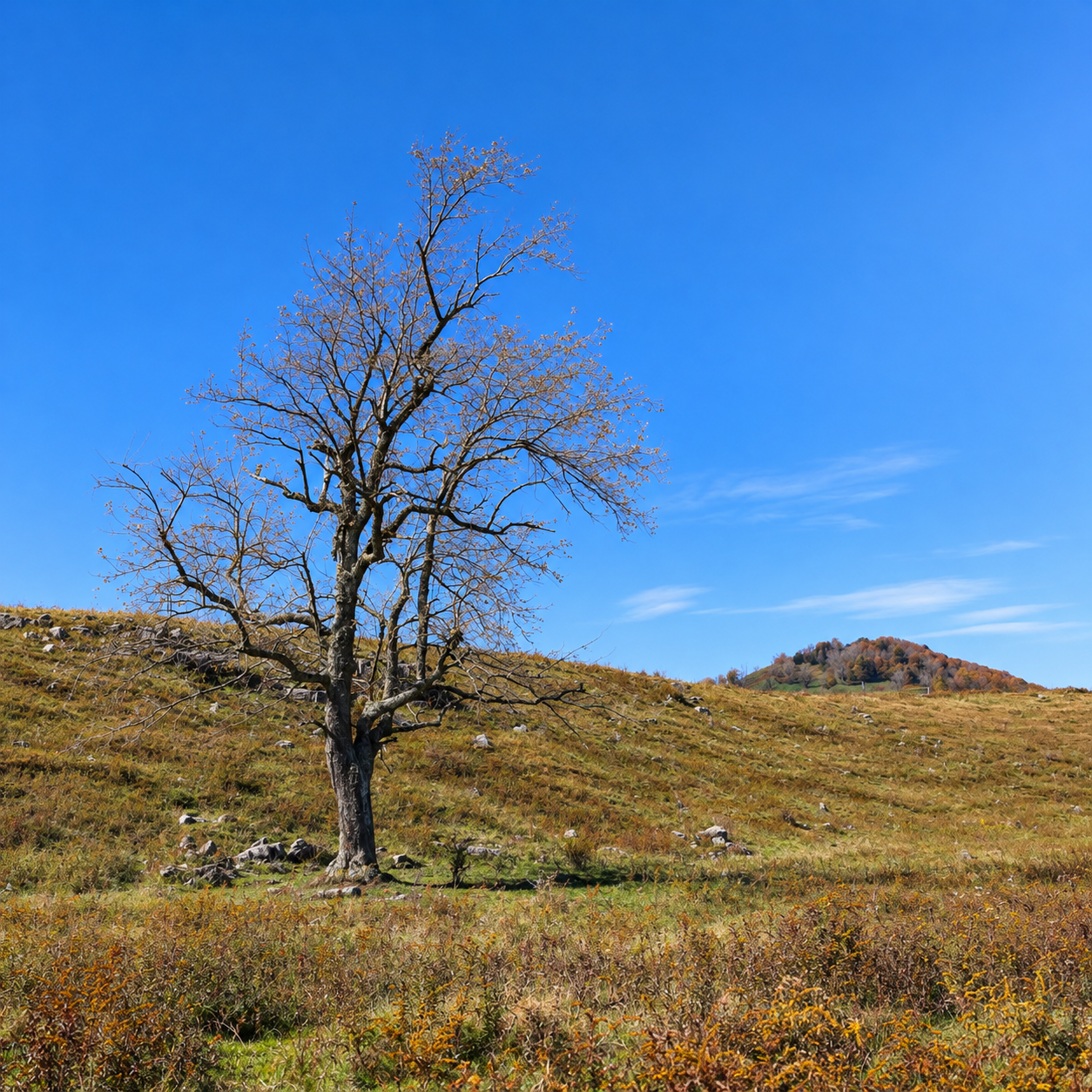 Lone tree in an open mountaintop cow pasture under a wide blue sky above the Sinks of Gandy in Randolph County, West Virginia