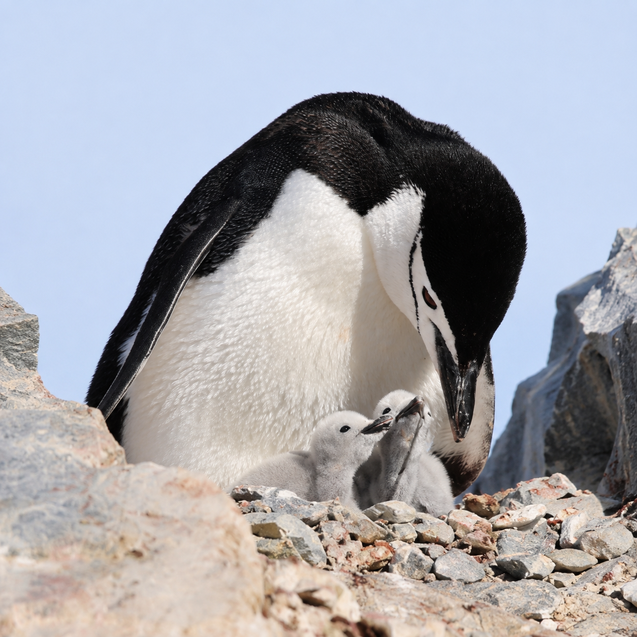 venture-to-see-antarctica-chinstrap-penguin-chicks-orne-harbor