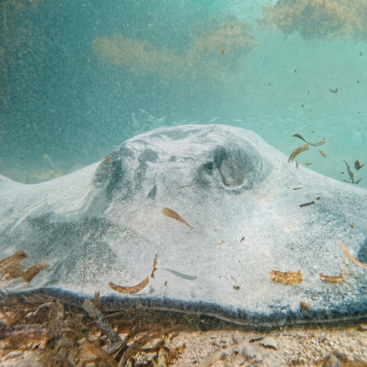 Close-up of stingray underwater near the fish scraps at Rendezvous Island Belize