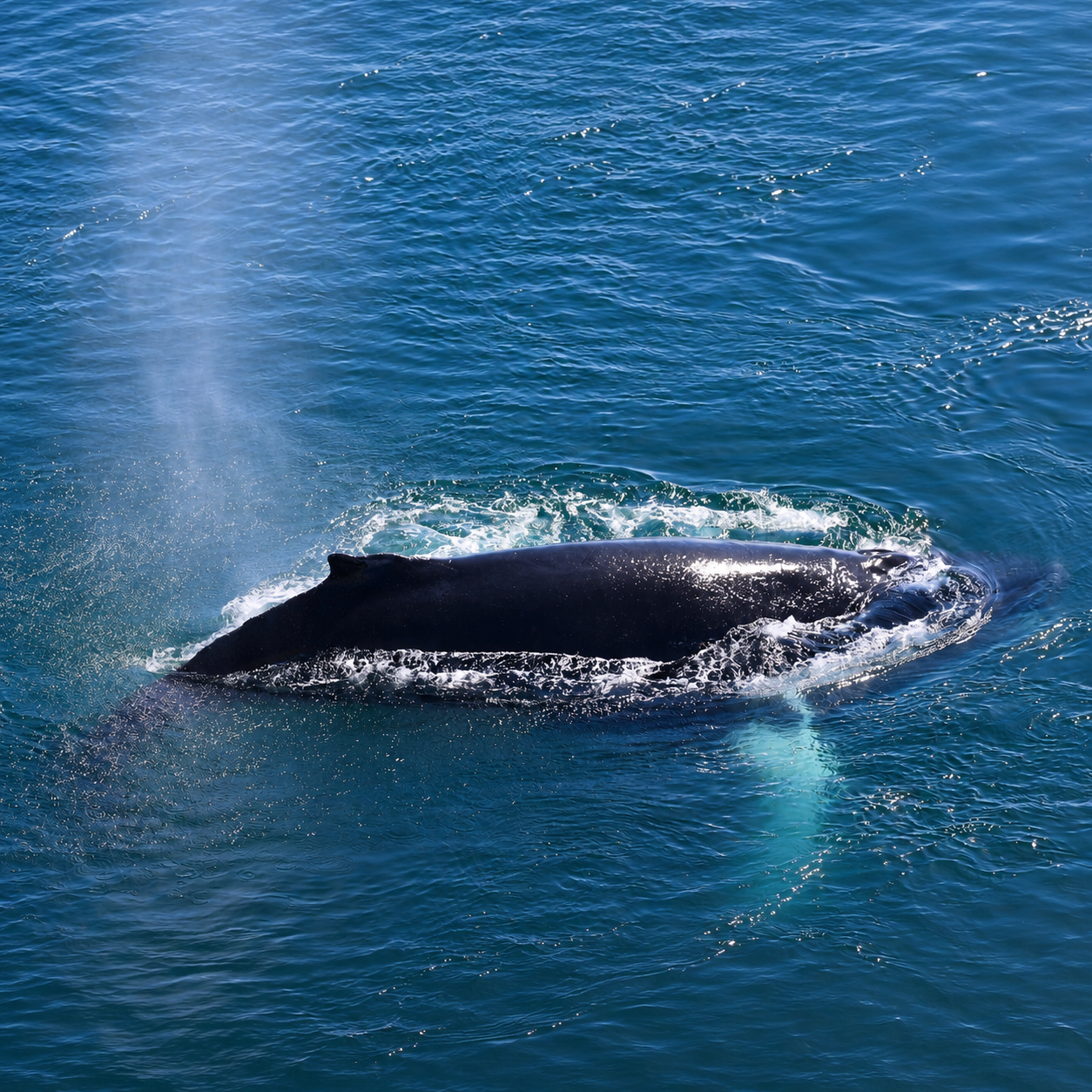 venture-to-see-antarctica-humpback-whale-brown-station