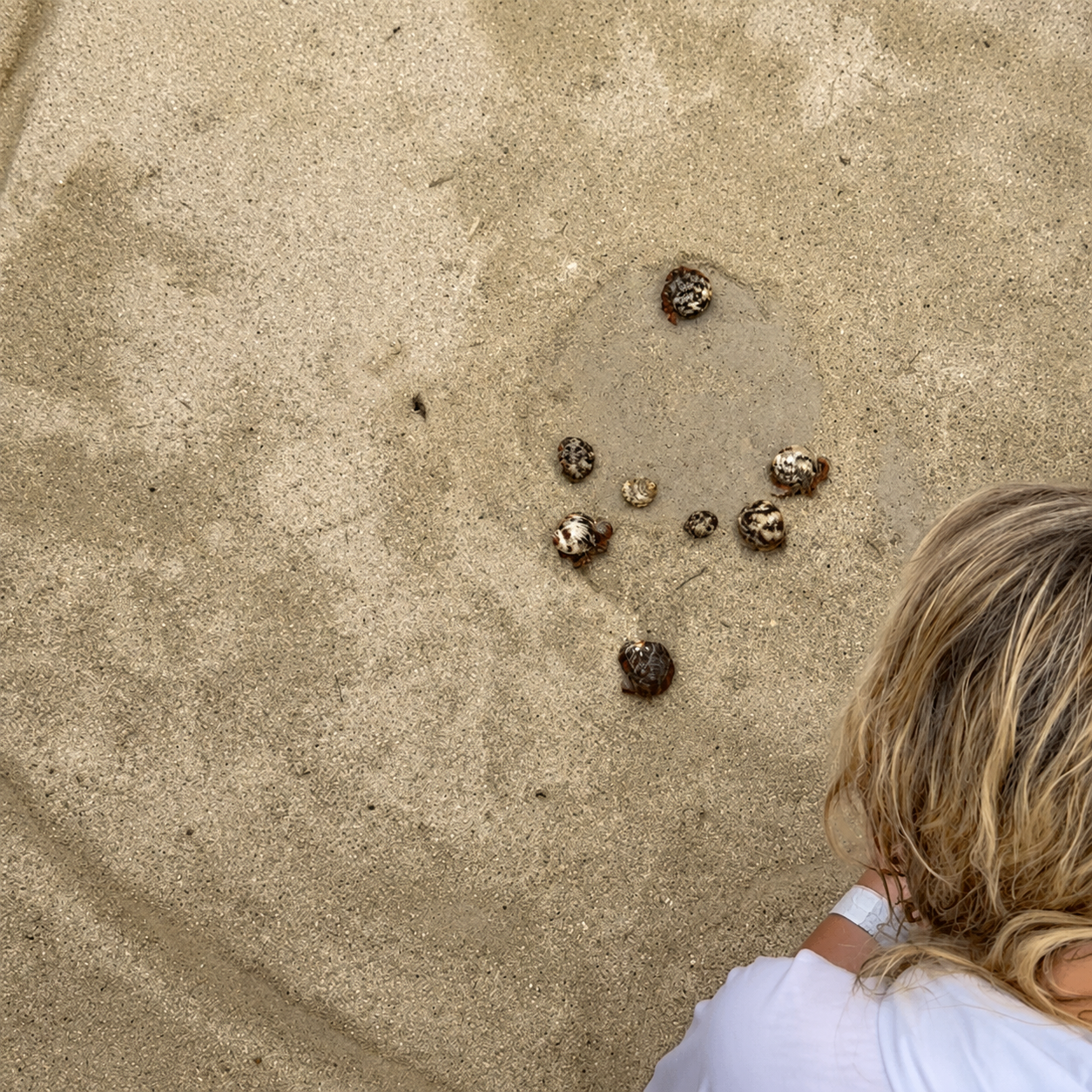 Hermit crab race on the beach at Cozumel excursion