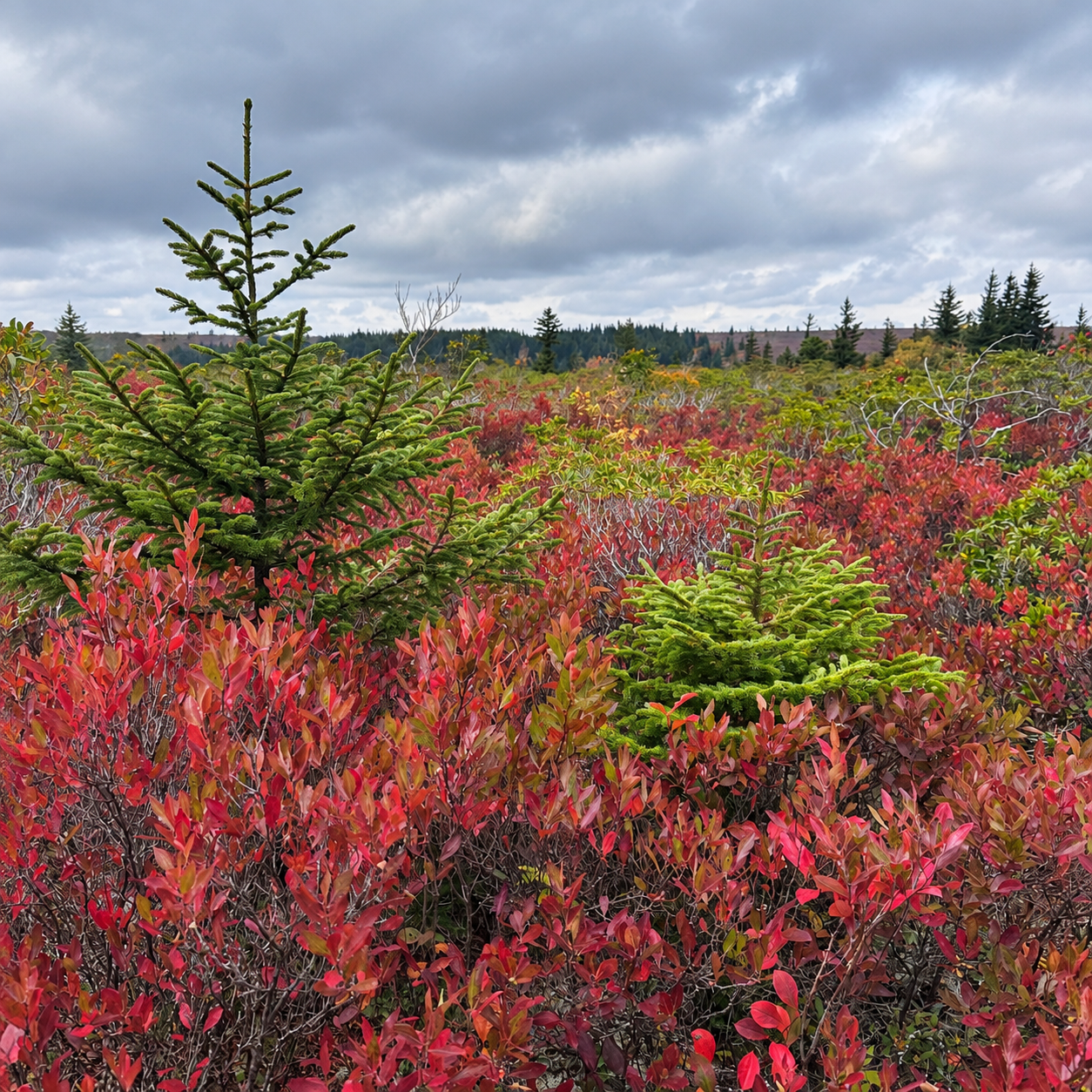 Red and gold fall color across the open, windswept plateau of the Dolly Sods Wilderness in West Virginia