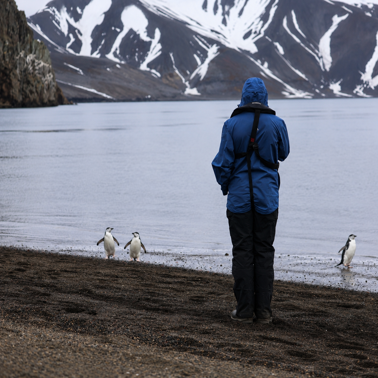 venture-to-see-antarctica-whalers-bay-penguins