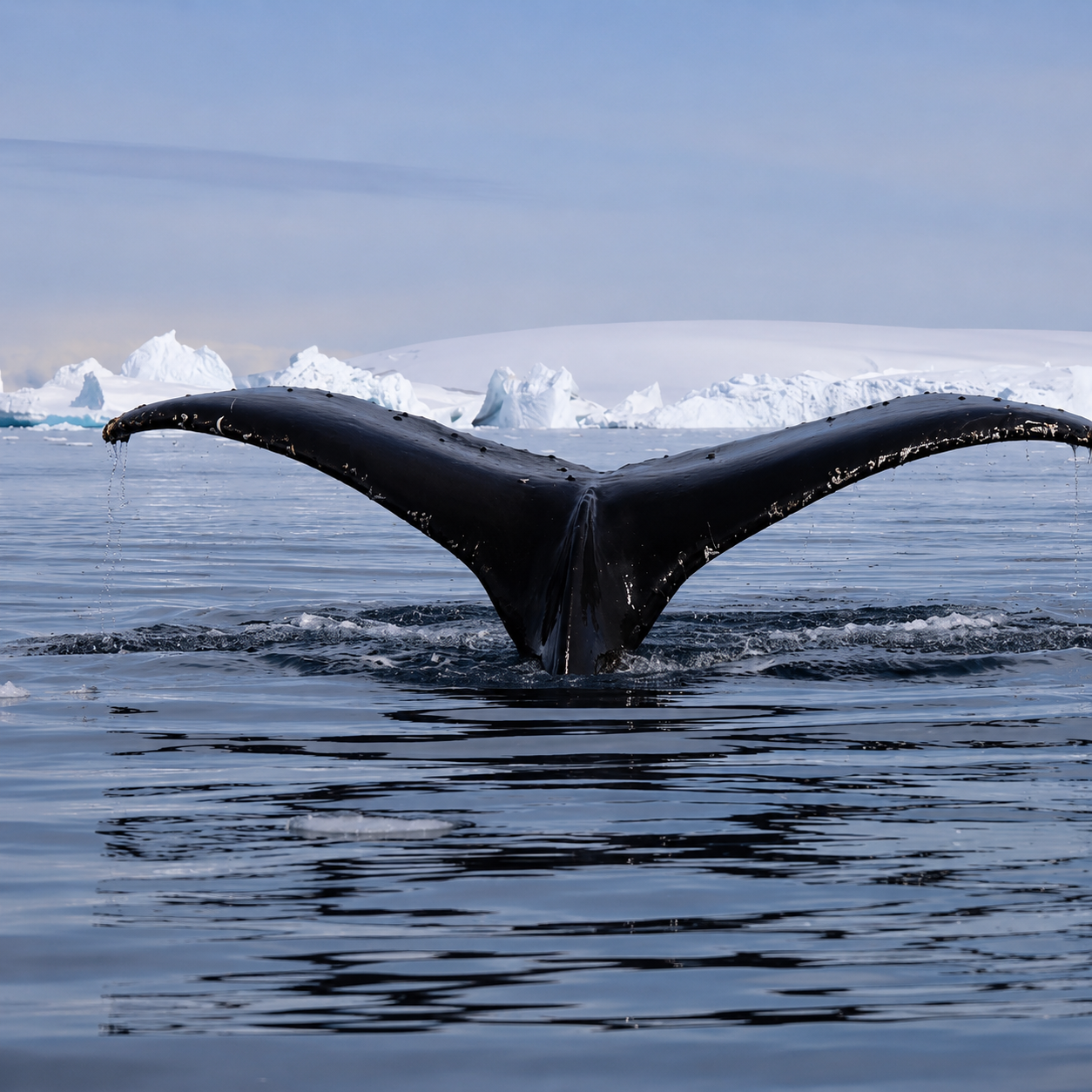 venture-to-see-antarctica-humpback-whale-tail-garden-of-icebergs