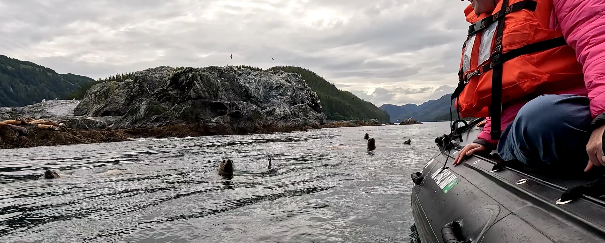 April waving to Steller sea lion heads surfacing in the water in the Inian Islands
