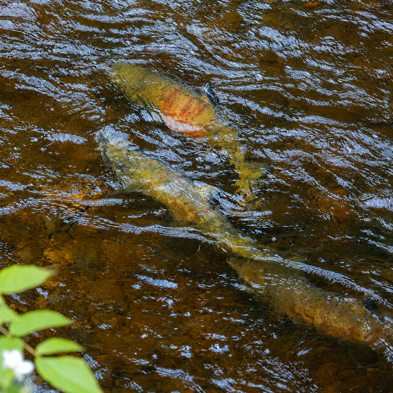 Salmon filling the water at Gunnuk Creek Hatchery in Kake Alaska