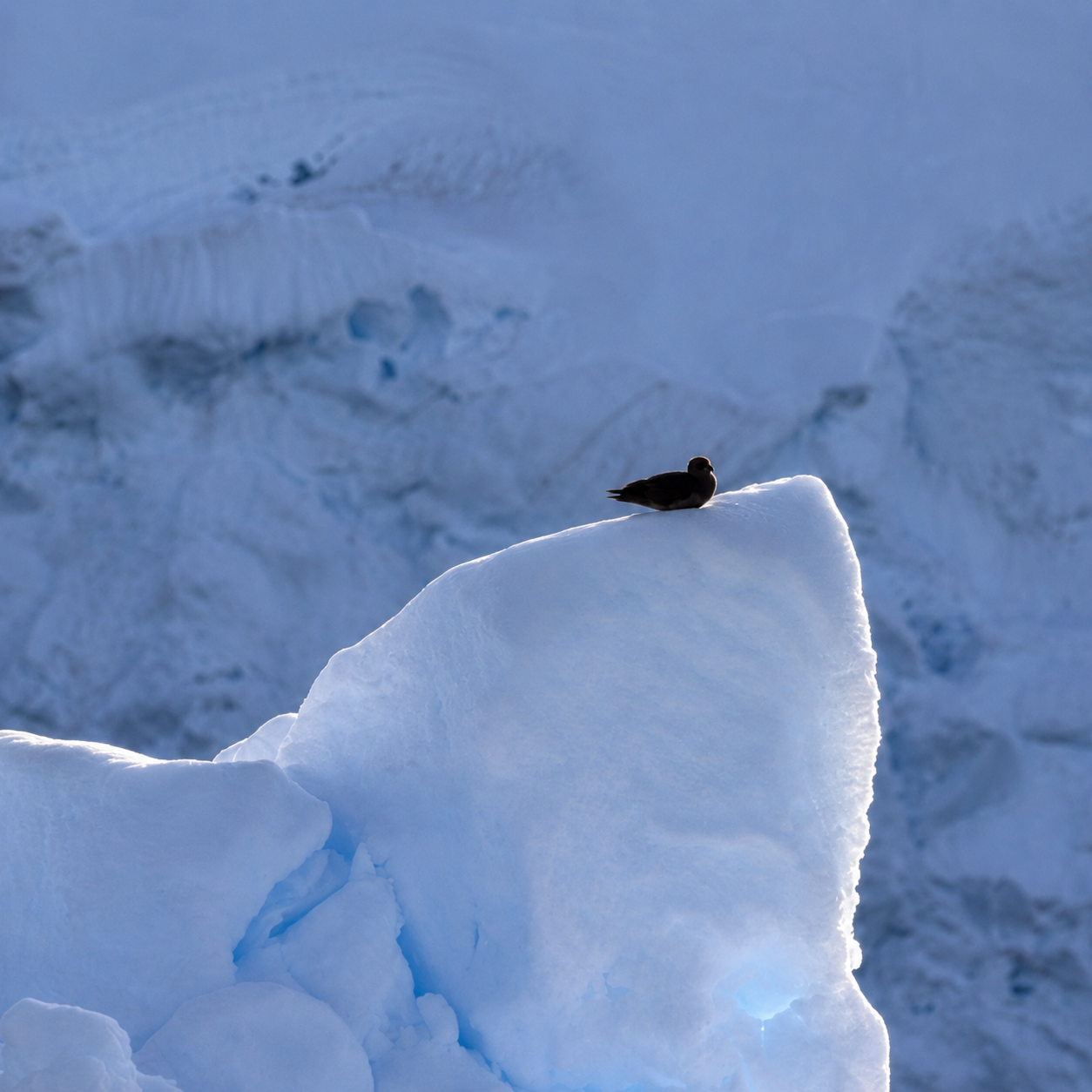 venture-to-see-antarctica-seabird-iceberg-glacier-lemaire