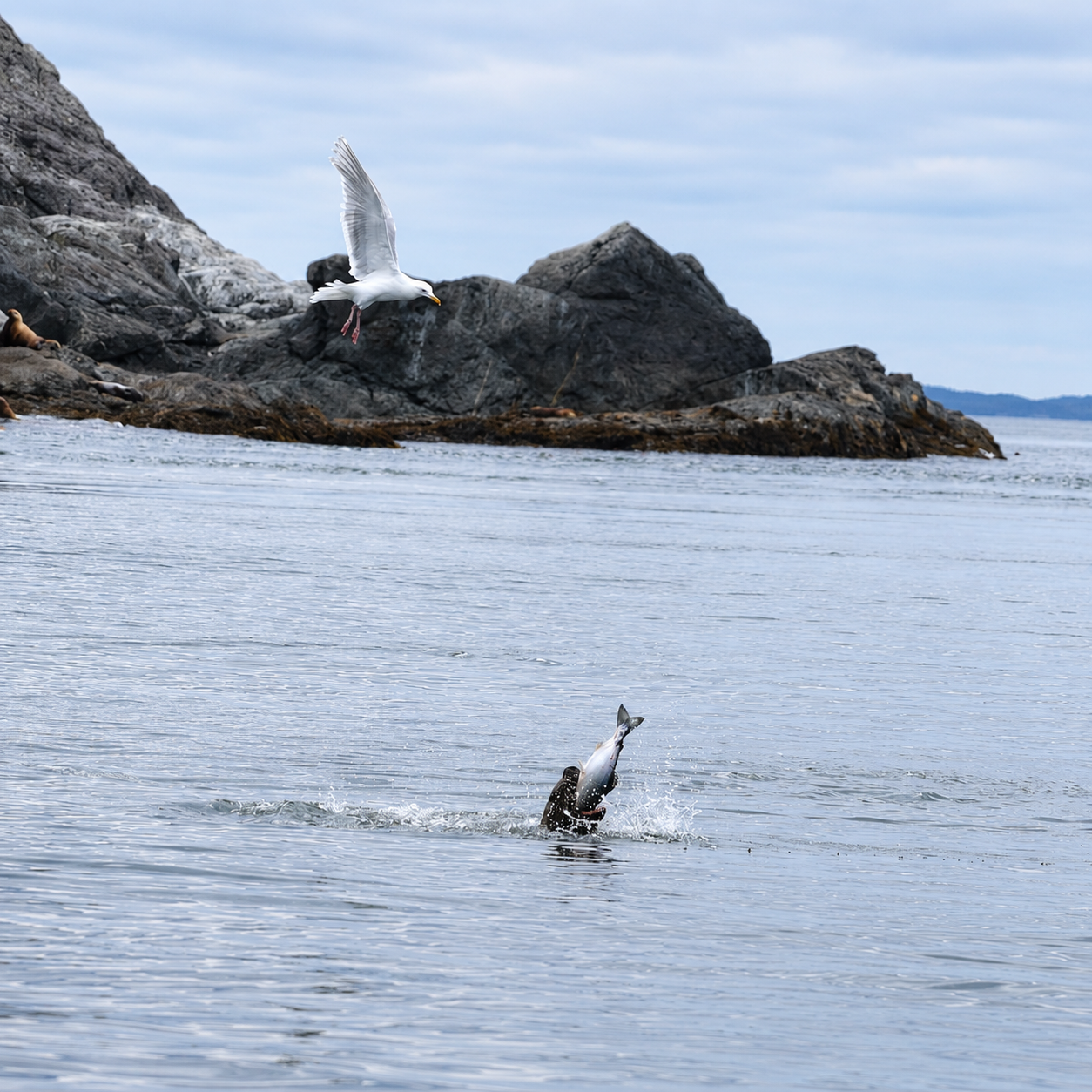 Steller sea lion eating a fish in the Inian Islands Alaska