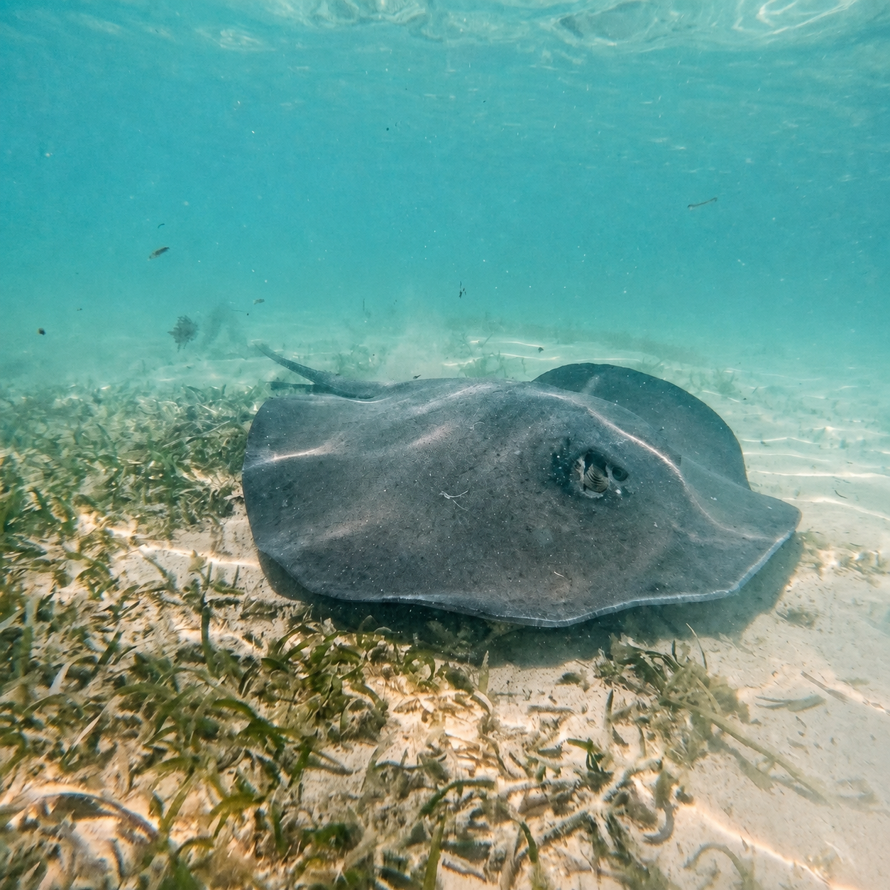Stingray swimming near fish cleaning area at Rendezvous Island Belize