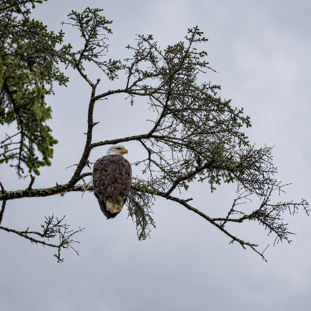 Bald eagle perched on a tree branch in Sitka Alaska