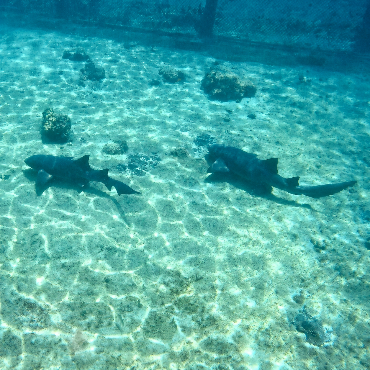 Stingray swimming freely in open water at Stingray City Cozumel