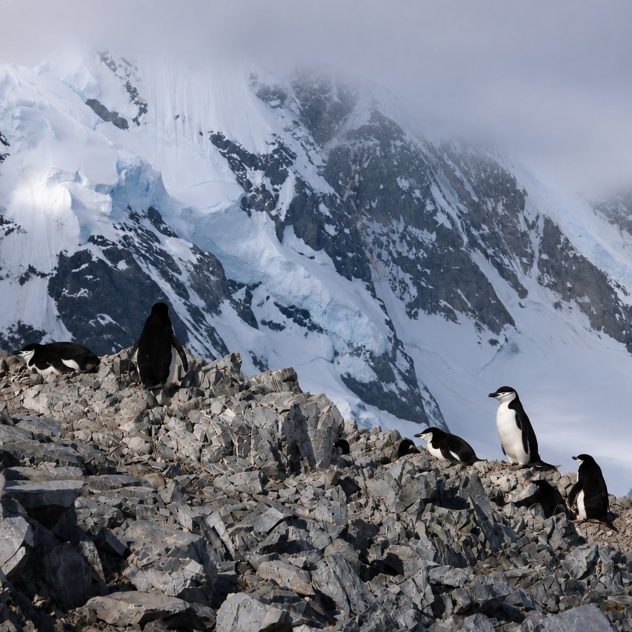 venture-to-see-antarctica-chinstrap-penguins-orne-harbor