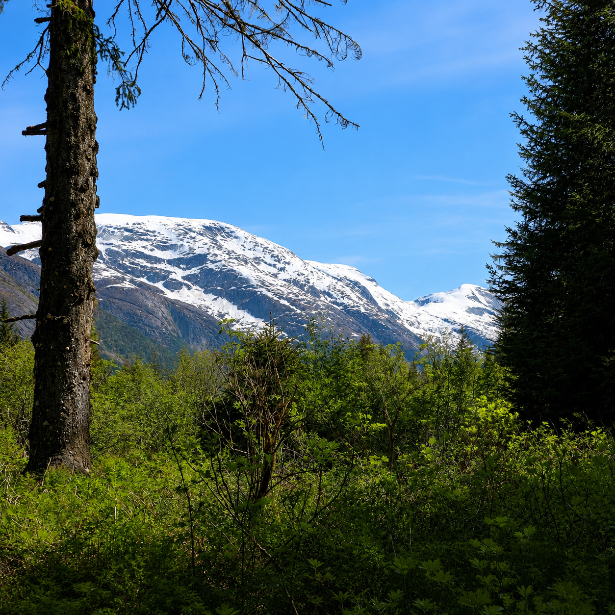 Lush forest opening to a mountain view along the nature walk at Taku Glacier Lodge, Alaska