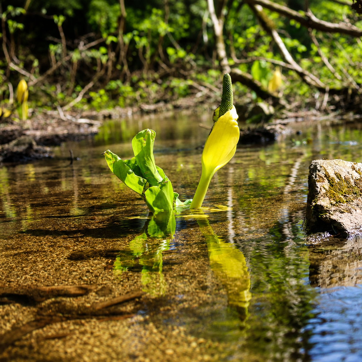 Bright yellow skunk cabbage growing along a stream on the forest trail at Taku Glacier Lodge, Alaska