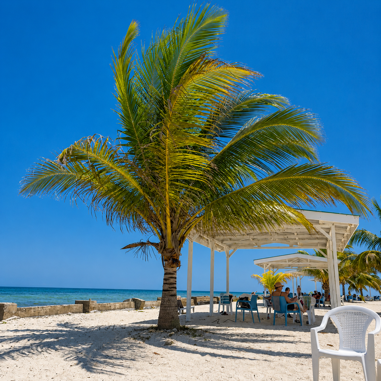 Tropical palm tree on Rendezvous Island Belize with turquoise Caribbean water in the background