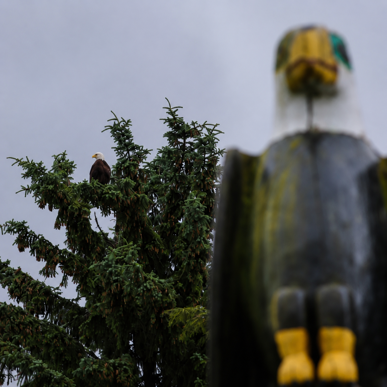 Live bald eagle perched in a tree beside a carved eagle totem pole at Klawock Totem Park, Alaska