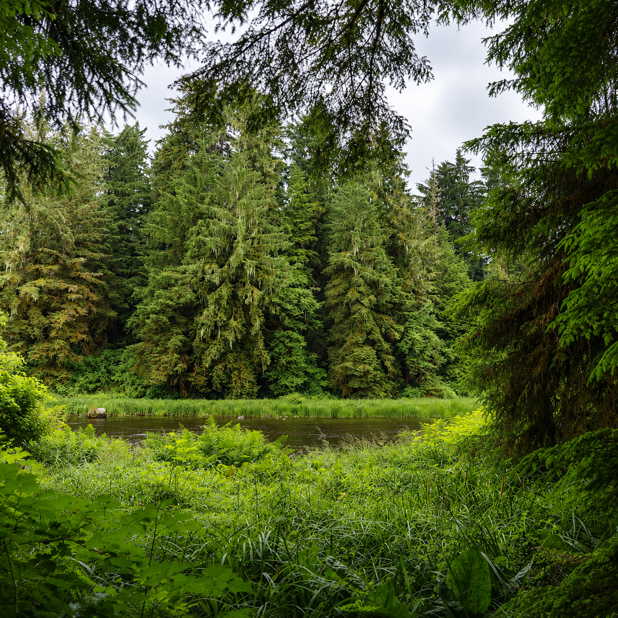Forest trail walk along the rainforest near the Klawock River in Alaska