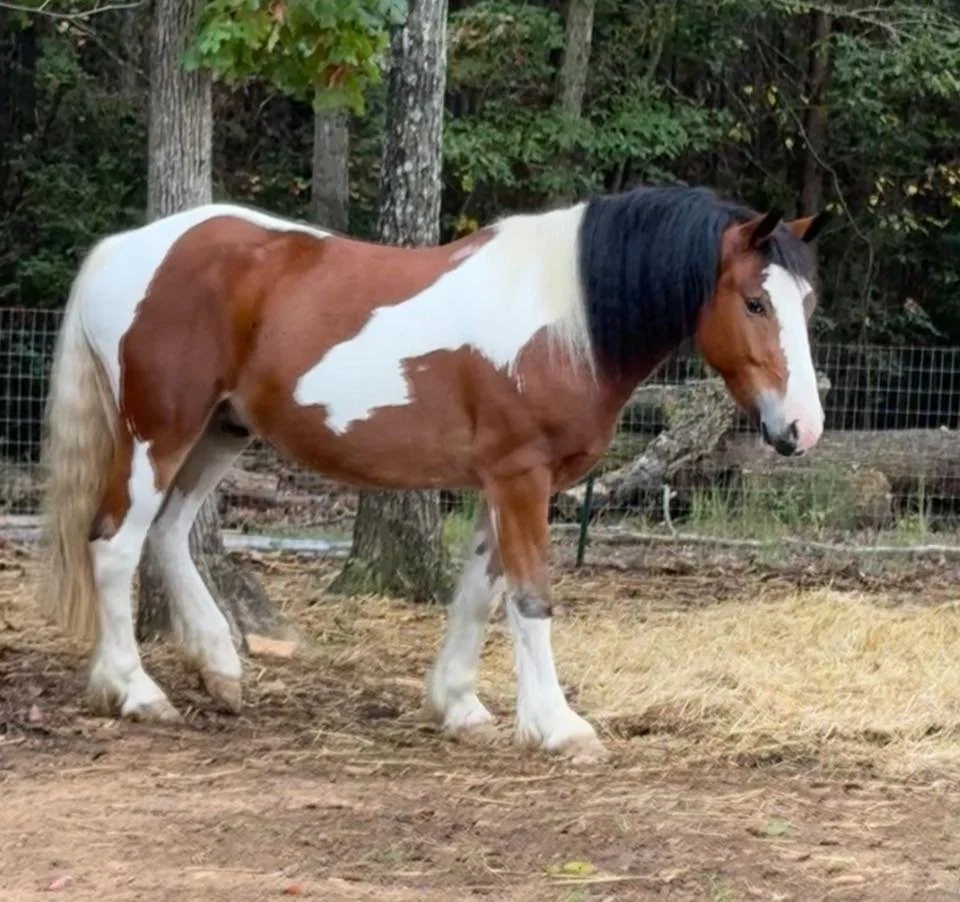 Brandy McLaughlin with Axel