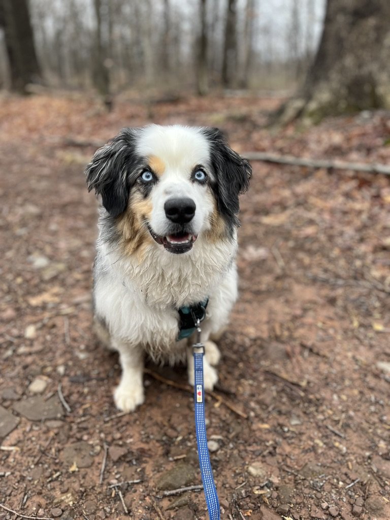 Close-up of Ollie on a trail, black and white collie with focused expression and blue leash, forest background slightly blurred