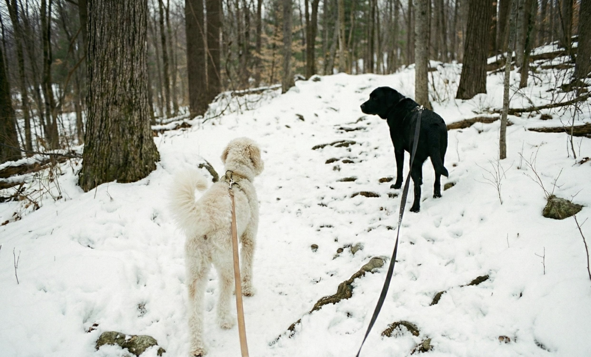 Dog adventure outing in the woods