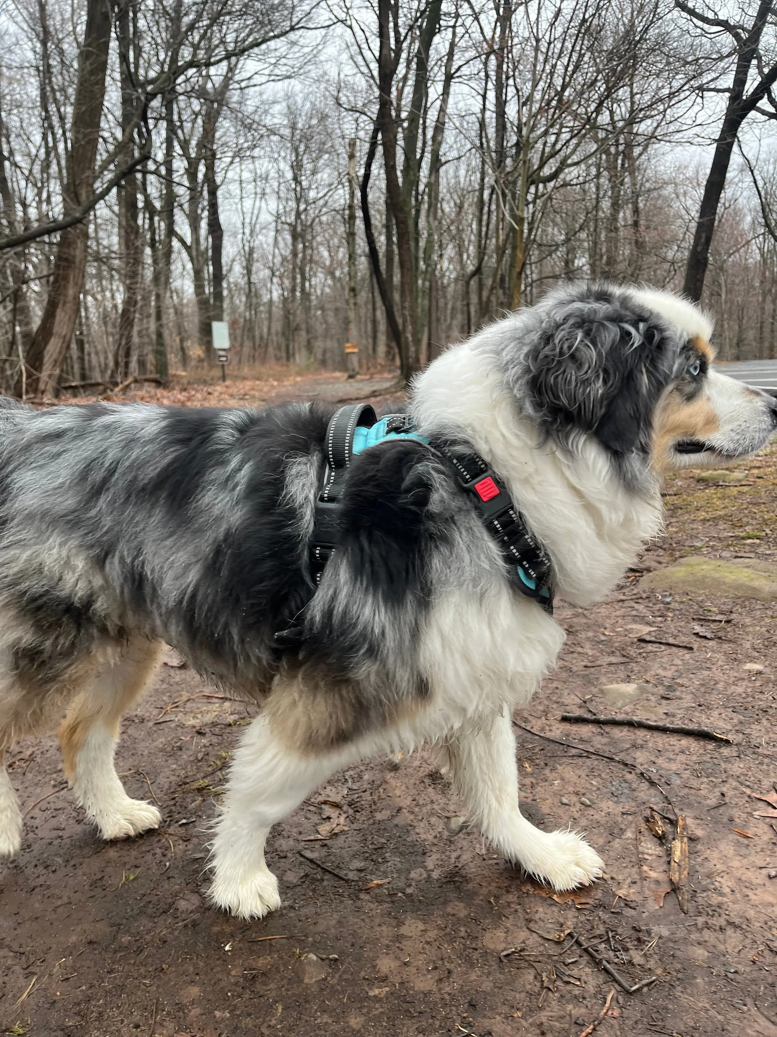 Ollie, a black and white border collie from Crown Heights, on the trail with a blue leash, looking alert and engaged on a forest path