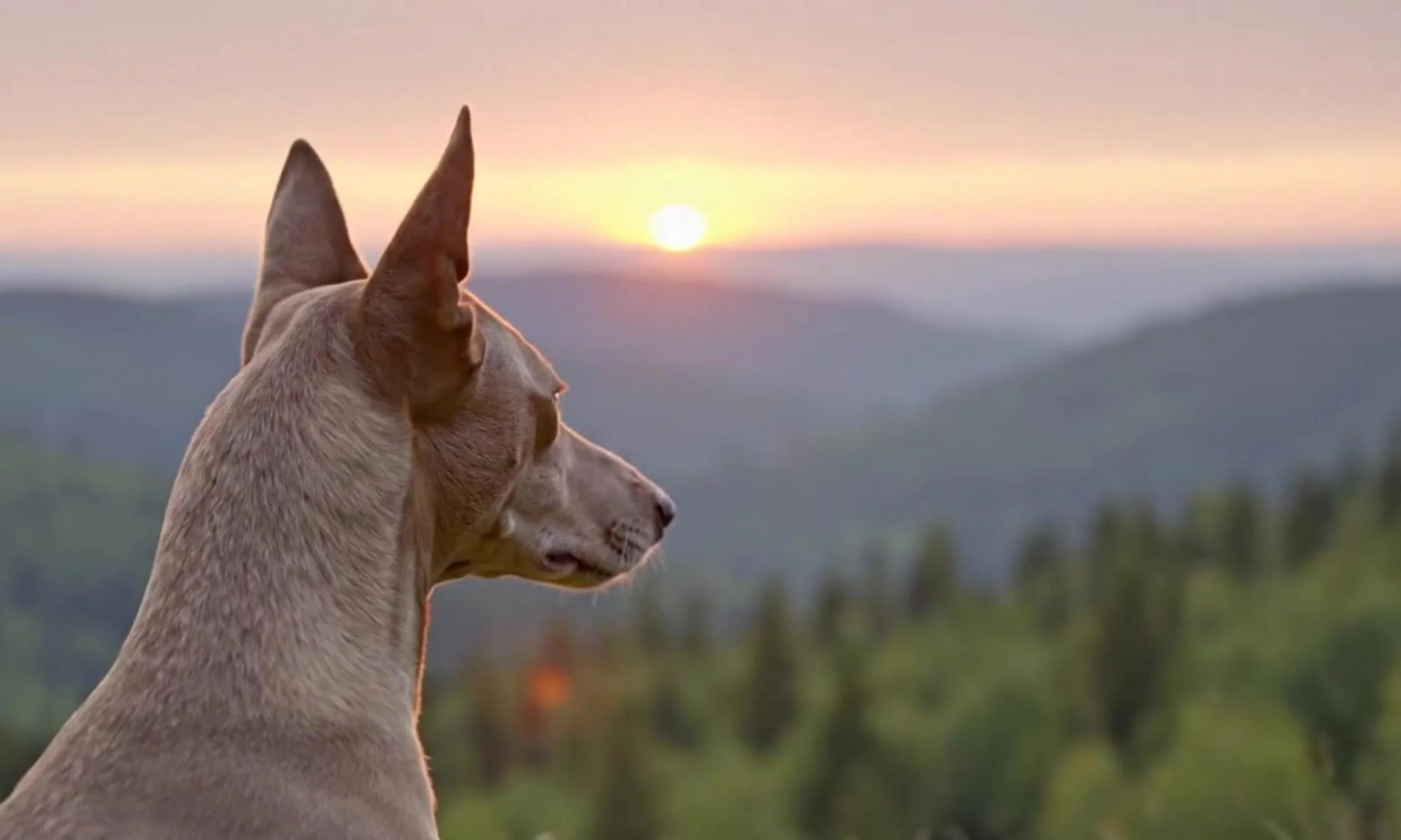 Dogs outdoors on trail