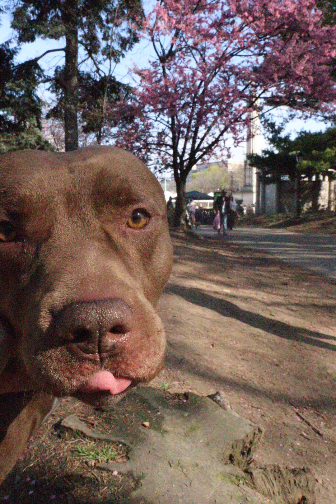A designated dog relief spot made of gravel with a vertical post
