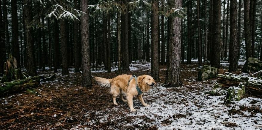 Dog hiking off-leash on a forested trail in the Hudson Valley near New York City