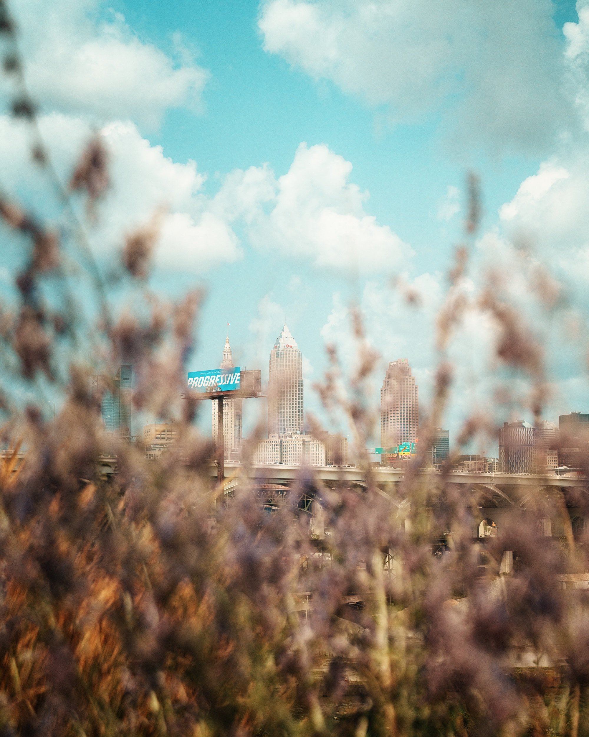 Cleveland skyline seen through tall grasses