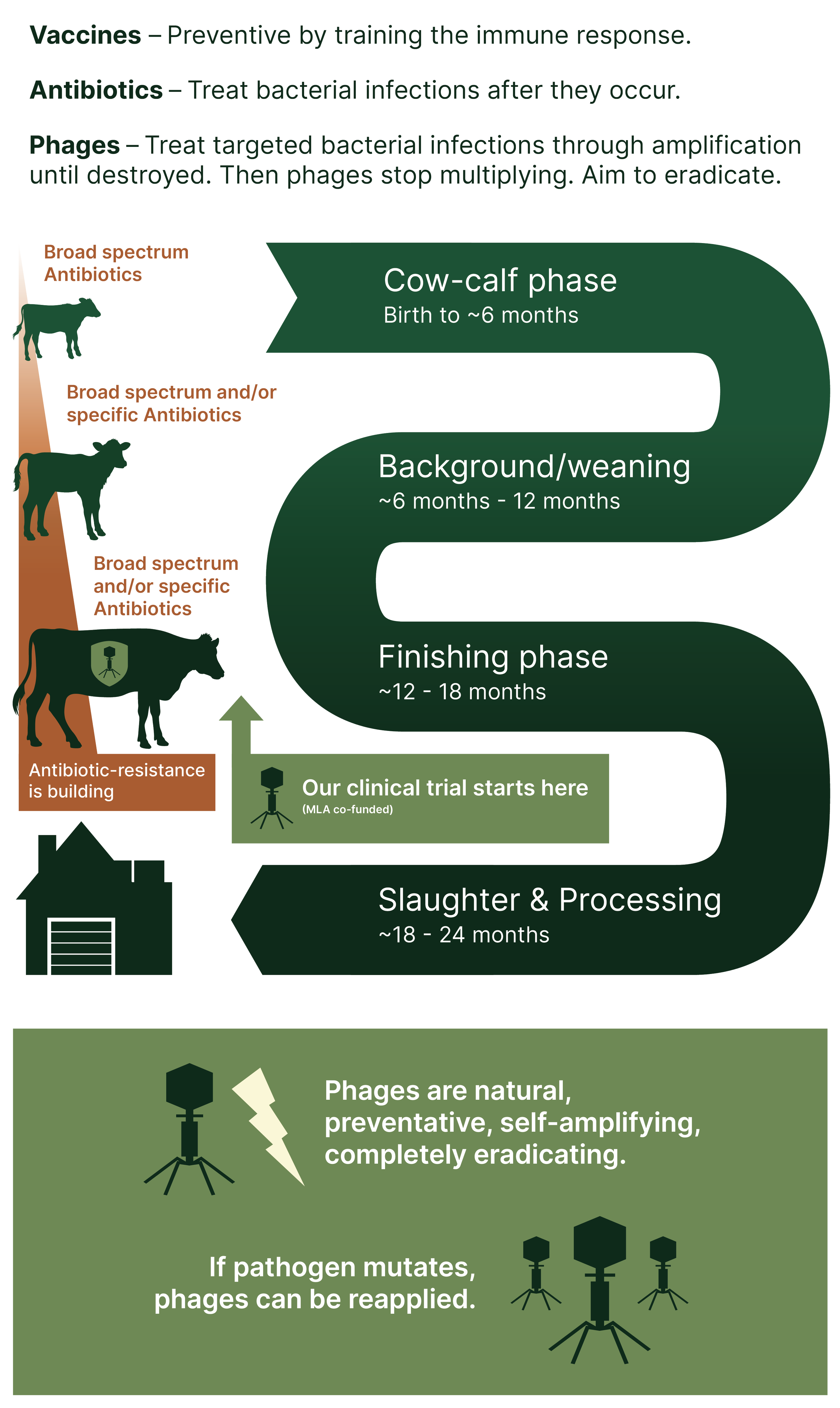 Lifecycle mobile graphic