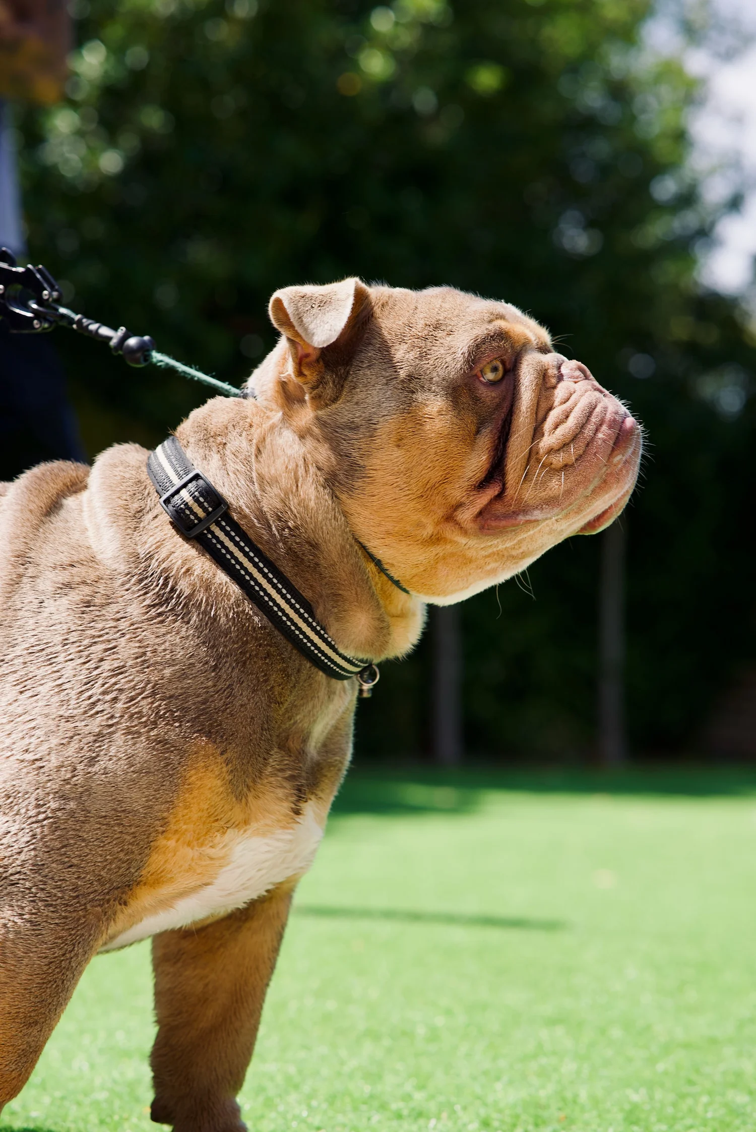 Bulldog walking calmly on a lead outdoors