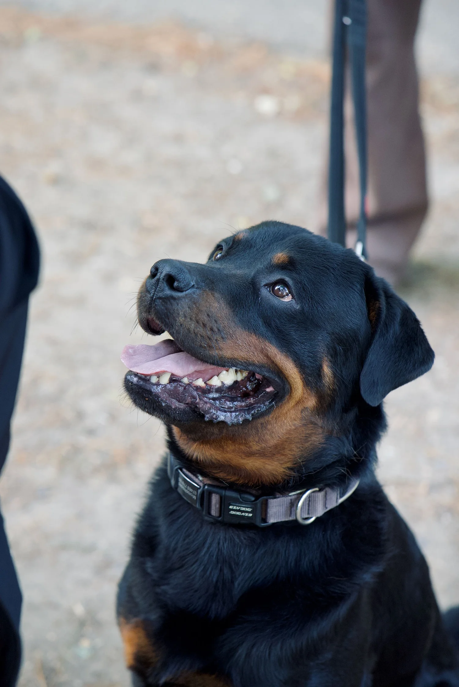Rottweiler waiting calmly during a training session