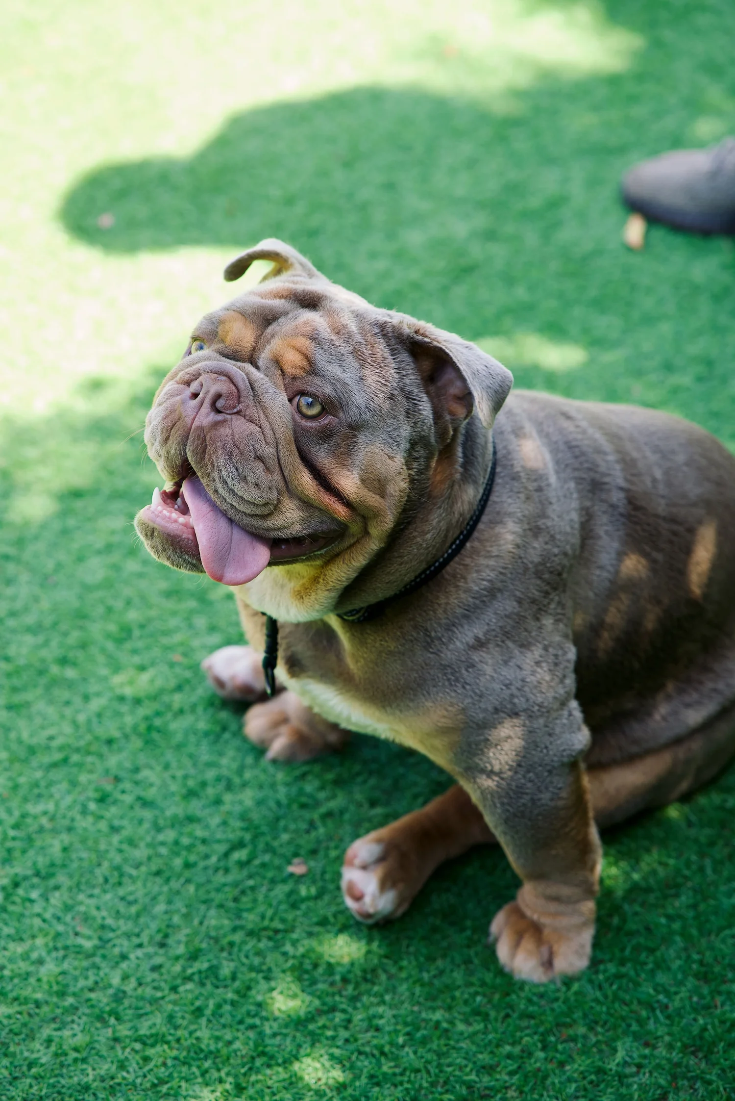 Adult bulldog lying calmly on the grass