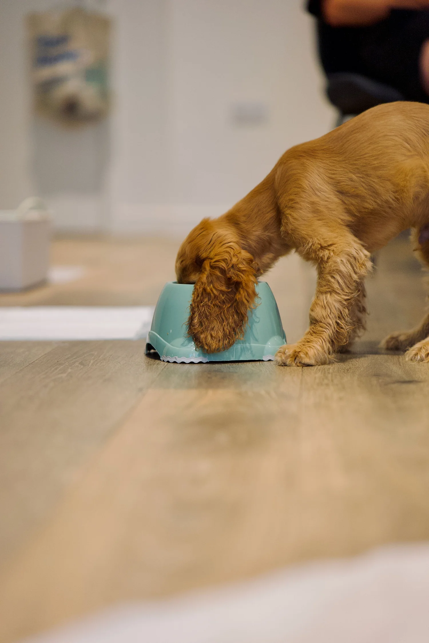 Cocker Spaniel puppy eating calmly from its bowl