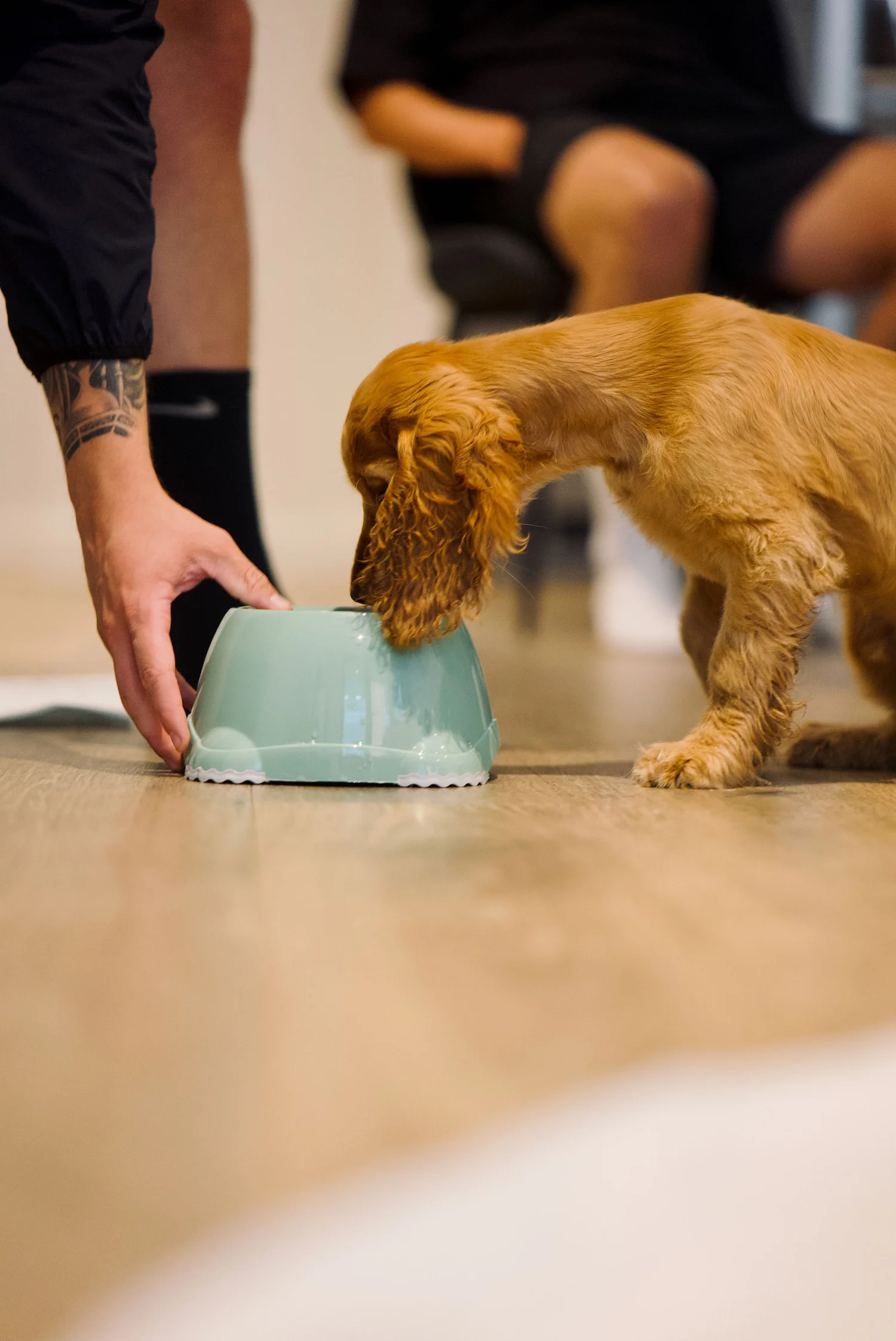 Owner placing a food bowl down for a calm Cocker Spaniel puppy