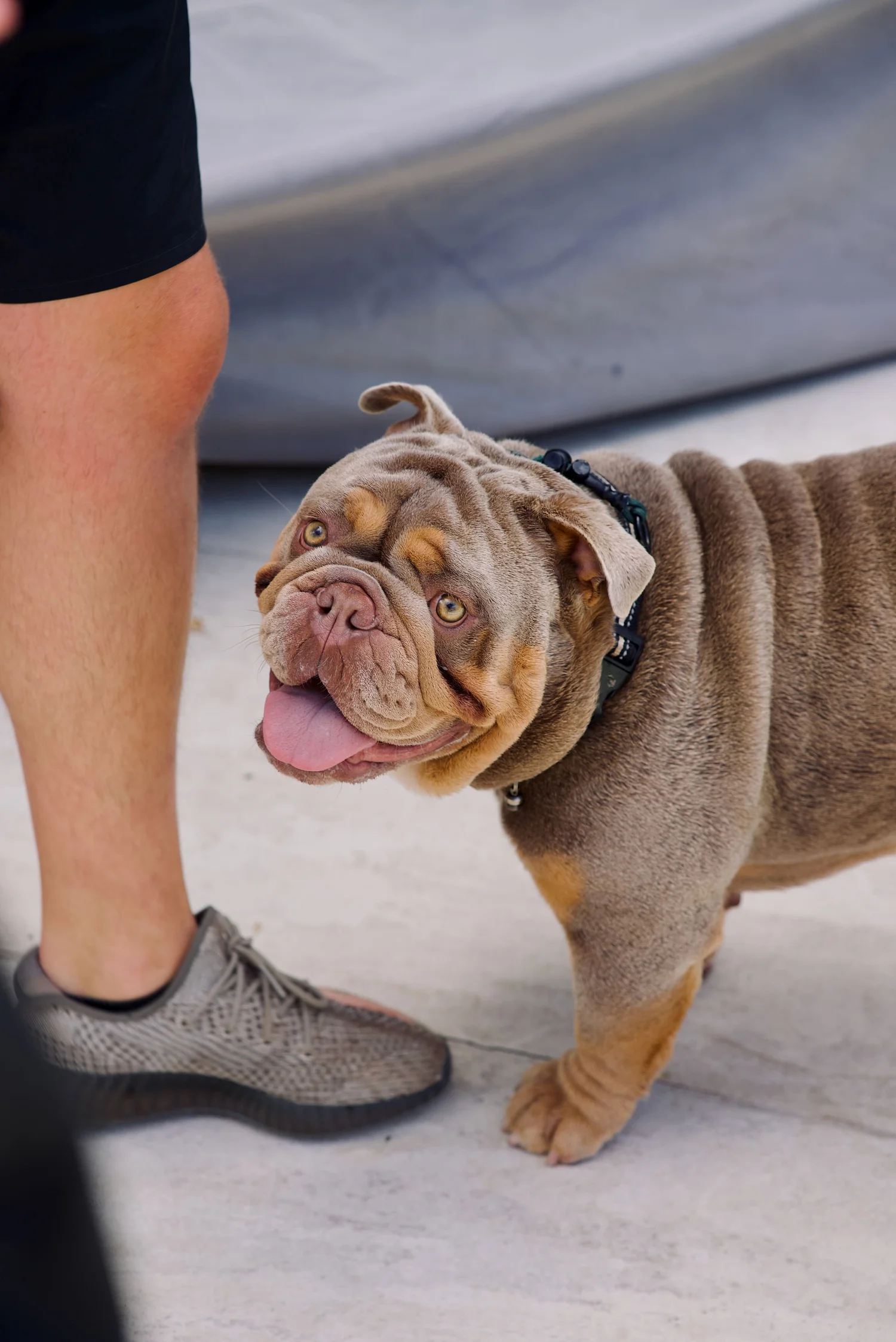 Bulldog standing calmly beside its owner